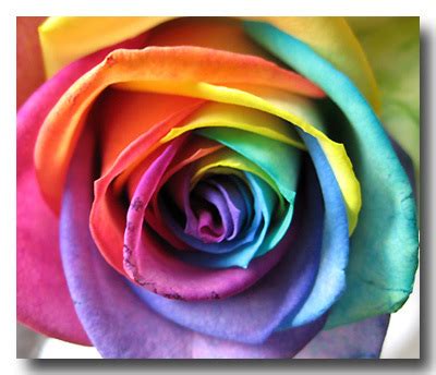 Rainbow Roses - Roses Photo (17047330) - Fanpop