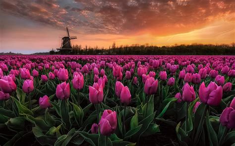 Tulip Field Wallpaper