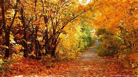 Autumn Scenery Wallpapers - Top Free Autumn Scenery Backgrounds - WallpaperAccess