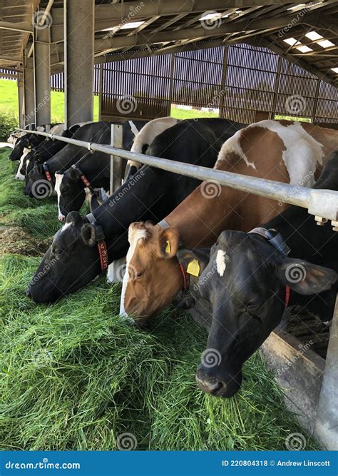 Dairy Cows Eating Silage and Grass Stock Photo - Image of farm, england: 220804318