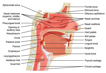 Nasal Oral Cavity