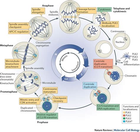 The Cell Cycle - Interphase & Mitosis | A-Level Biology Revision Notes