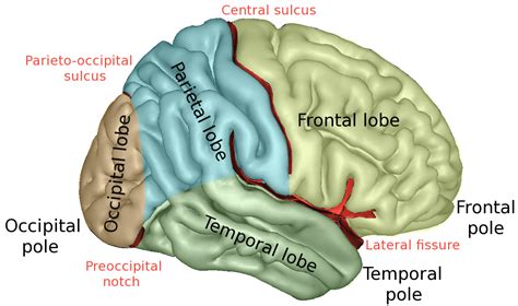 The cerebrum | Human Anatomy and Physiology Lab (BSB 141)