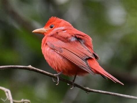 Female Summer Tanager : Summer Tanager Piranga Rubra Female Adult Fori261713, May 15, 2019 · the ...