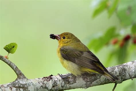 Female Summer Tanager Photograph by Doug Lloyd | Fine Art America