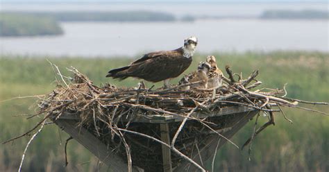 Osprey Facts | Friends of Blackwater NWR