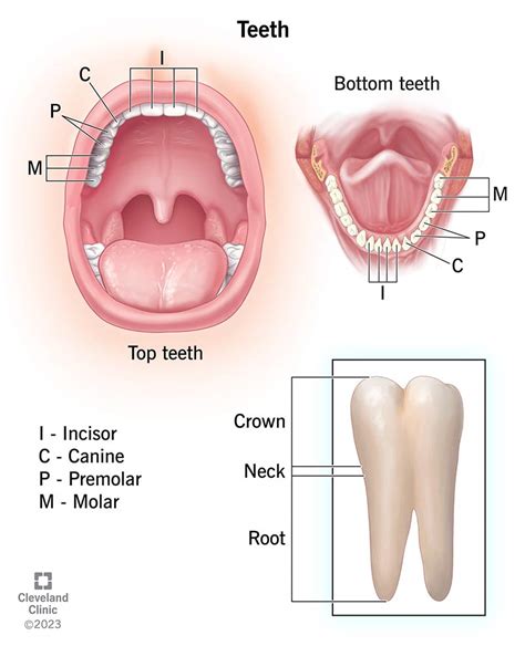 Anatomy Of The Teeth Laminated Wall Chart With Digital Download Code | lupon.gov.ph