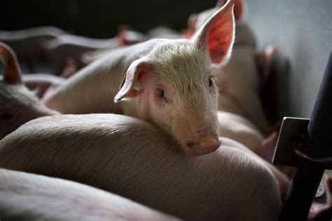 Human-pig hybrid created in lab to help grow donor organs | The Independent | The Independent