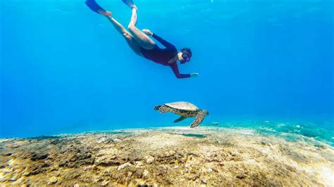 San Juan: Swimming and Snorkeling Tour with Turtles - InfoWorldMaps