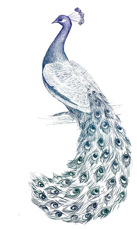 Peacock speedie by skraww on DeviantArt | Peacock drawing, Peacock drawing with colour, Pencil ...