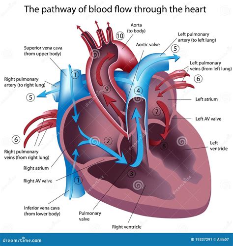 Pathway Of Blood Flow Through Heart