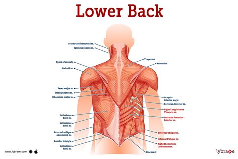 Lower Back Muscle Anatomy