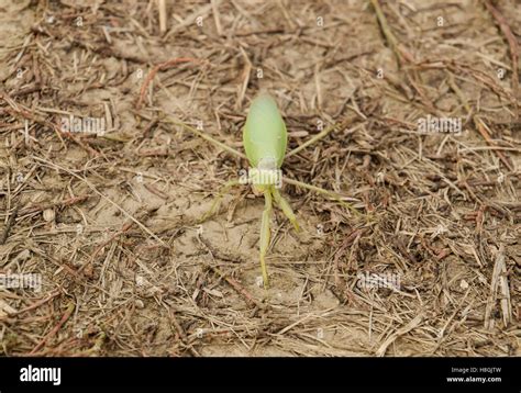 Mantis on the ground. Mantis looking at the camera. Mantis insect predator Stock Photo - Alamy