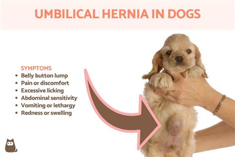 Umbilical Hernia in Dogs - Dog Belly Button Lump Causes and Treatment