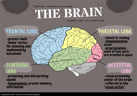 The Cerebrum Lobes Vasculature Teachmeanatomy