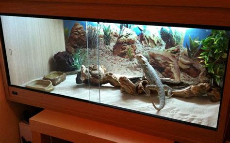 Ideas for Bearded Dragon Terrarium Decor