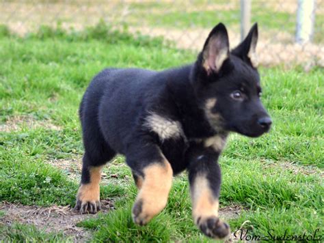 German Shepherd Black And Tan Puppy - shepherd