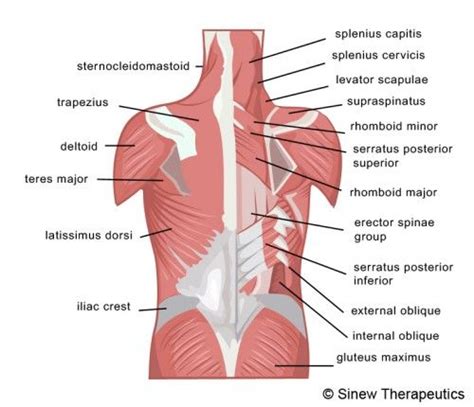 Lower Back Muscles Diagram