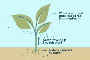 Transpiration In Plants | How Does Humidity Affect Rate of Transpiration?