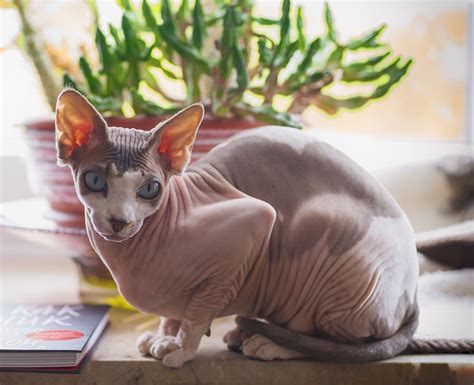 8 Different Sphynx Cat Colors (With Pictures) - Excited Cats