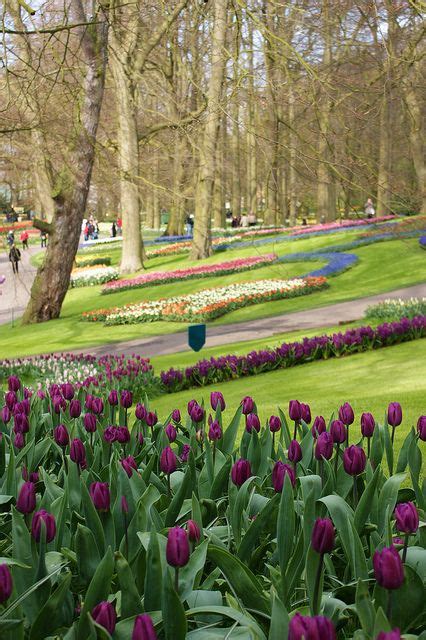 Tulips (4) | Beautiful gardens, Beautiful flowers garden, Most beautiful gardens