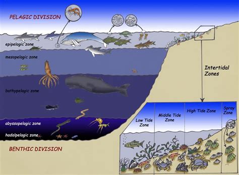 Double X Science Jr: The Layers of the Ocean