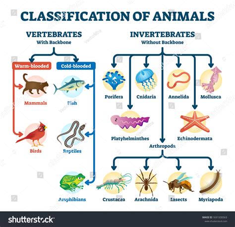 2,234개의 Vertebrates invertebrates 이미지, 스톡 사진, 3D 오브젝트, 벡터 | Shutterstock