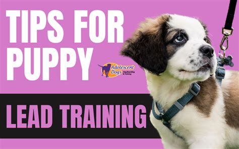 Tips For Puppy Lead Training