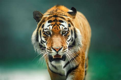 Monitoring Rare Tigers in Bangladesh - Conservation Nation