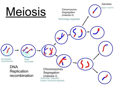 Meiosis: Meiotic cell division, stages and significance