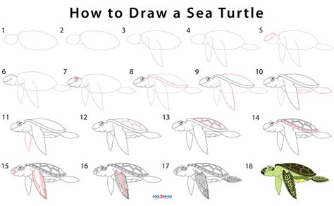 How To Draw A Hawaiian Turtle Step By Step