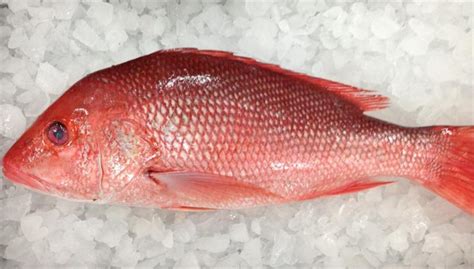 Oven Baked or Pan Fried Red Snapper Fish Recipe - Red Snapper Fish, Red Snapper Fish Wholesale ...