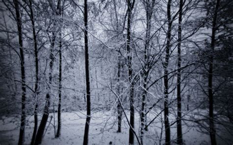 Snowy Forest Wallpapers - 4k, HD Snowy Forest Backgrounds on WallpaperBat