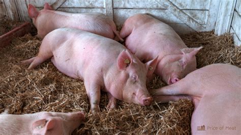 7 Largest Pig Breeds You Should Know for Better Meat Production