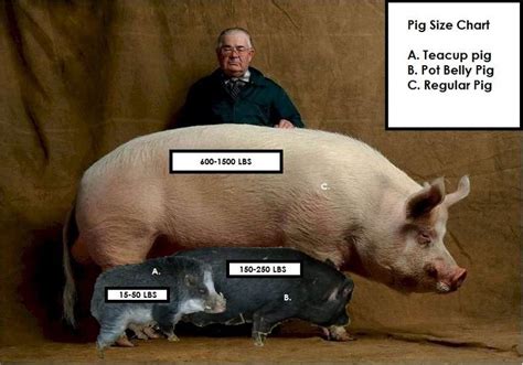 teacup_pig_size_chart.ashx (784×548) | Teacup pigs, Mini teacup pigs, Pig