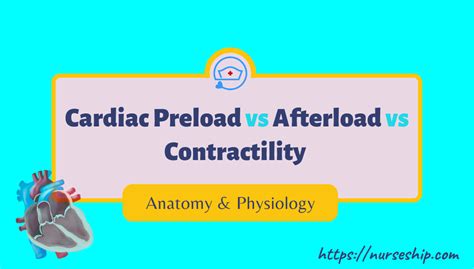 Cardiac Preload vs Afterload vs Contractility |With an example - Nurseship.com