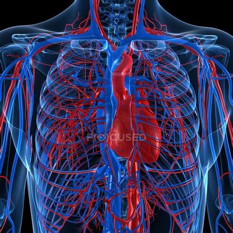 Cardiovascular system showing veins and arteries — blood, artwork - Stock Photo | #160165516