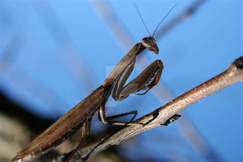 The mantis by EyeWorld on DeviantArt