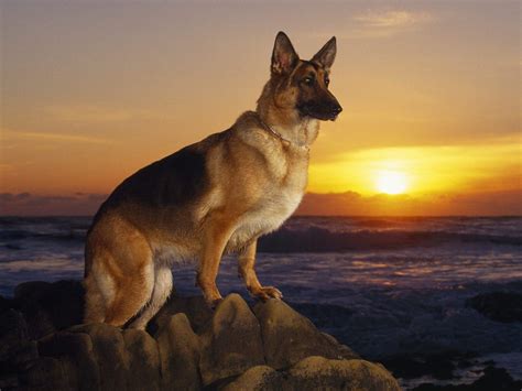 German Shepherd dogs and puppies: February 2012