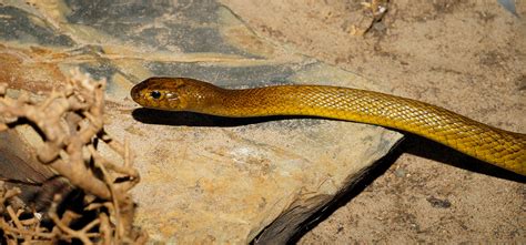 First Aid for Inland Taipan Snake Bite