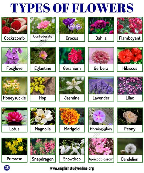 Names Of Unique Plants