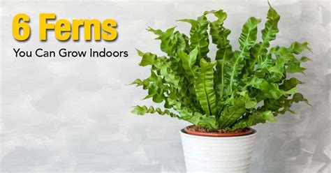 Different Types Of Indoor Ferns - megan-horsinaround