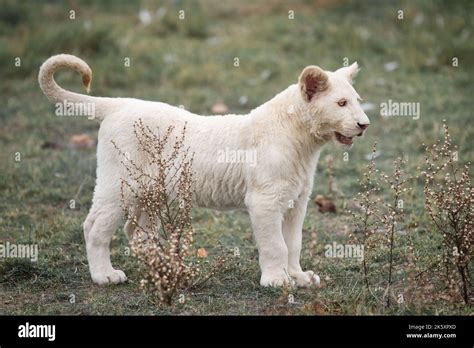 Rare and beautiful White albino Lion cub standing and waiting in the wilderness Stock Photo - Alamy