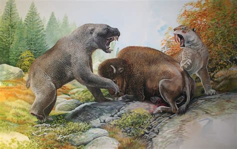 A short faced bear confronting a smilodon over a bison : r/Naturewasmetal