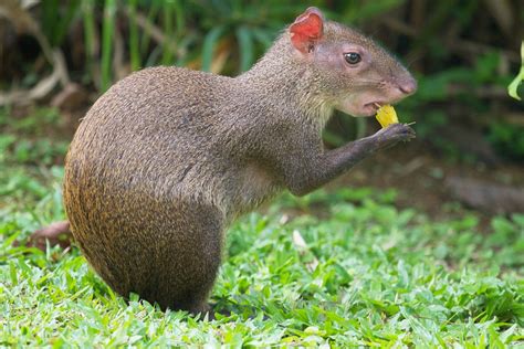 The Agouti and the Paca: Rodents of South America | PetHelpful