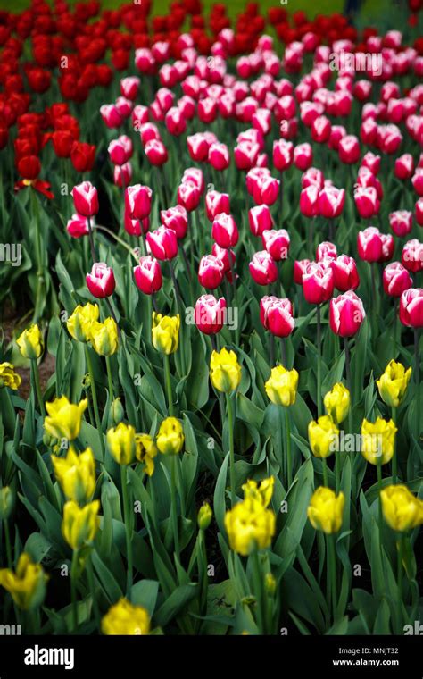 Beautiful colorful red tulips flowers bloom in spring garden.Decorative wallpaper with yellow ...