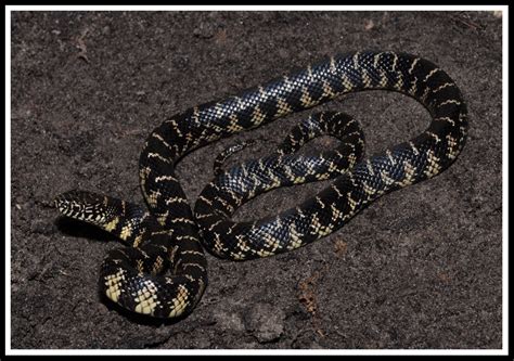 Kingsnakes of Florida | Florida Backyard Snakes