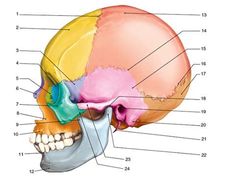 Skull Bones Labeling Quiz