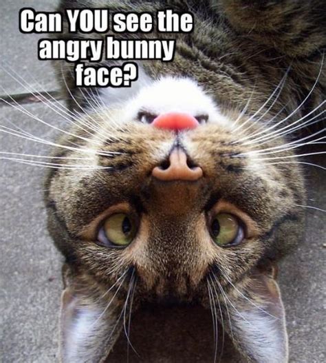 Angry Bunny Face? - Random Photo (26909823) - Fanpop