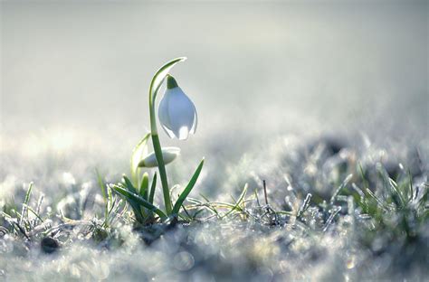 Flowers in Snow Wallpapers - Top Free Flowers in Snow Backgrounds - WallpaperAccess